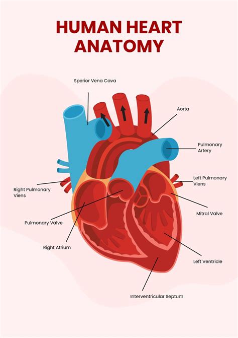 Heart Diagram in Word - Download | Template.net