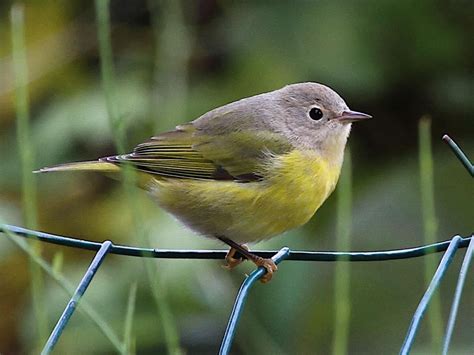 Nashville Warbler Female/immature | Birds, Great backyard bird count, Beautiful birds