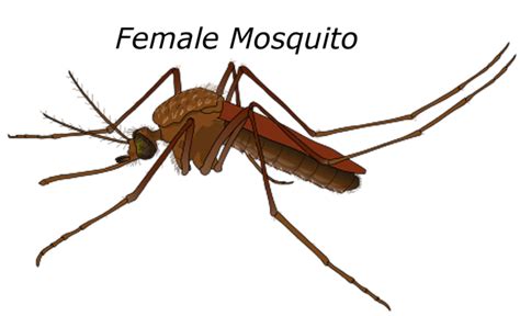 Free illustration: Female, Mosquito, Malaria, Bug - Free Image on Pixabay - 1007784