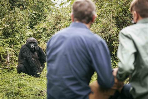 Mountain Gorilla Trekking | Wilderness