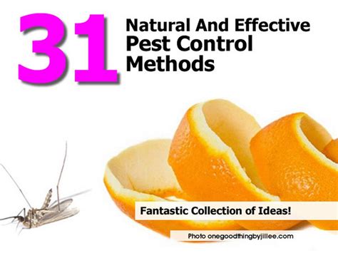 31 Natural And Effective Pest Control Methods