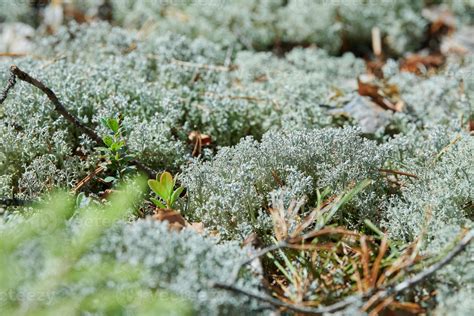 Moss lichen Cladonia rangiferina. Grey reindeer lichen. Beautiful light ...