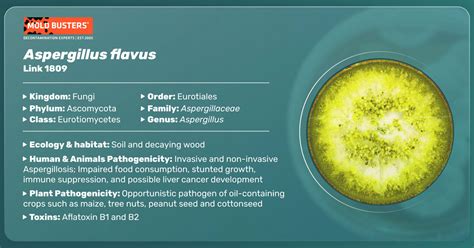 Aspergillus Flavus - Symptoms, Disease, & Treatment | Mold Busters