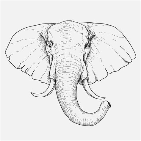 Diseño de cabeza de elefante dibujado a mano | Cabeza de elefante ...