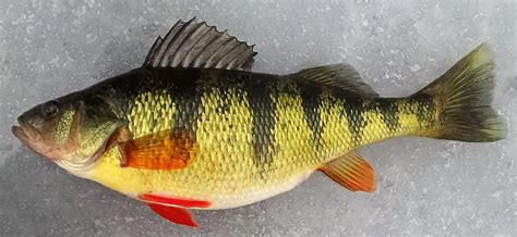 Yellow Perch | Vermont Fish & Wildlife Department