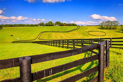 1,000+ Black Horse Fence Grazing Stock Photos, Pictures & Royalty-Free Images - iStock