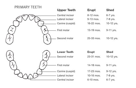 Ready for Your Babys First Teeth? | Port Pediatric Dentistry