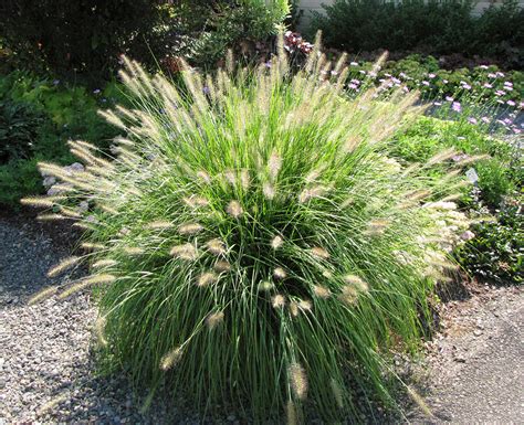 Pennisetum alop. 'Hameln' Dwarf Fountain Grass - Plants4Home