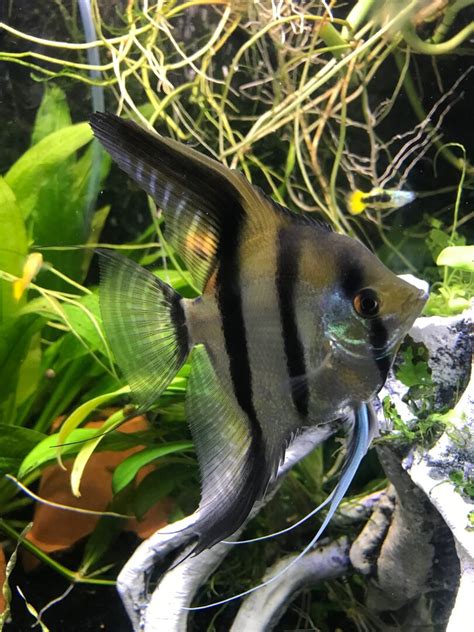 Angelfish breeding behavior - Fish Breeding - C.A.R.E.