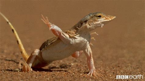 I Declare Lizard GIF - Find & Share on GIPHY