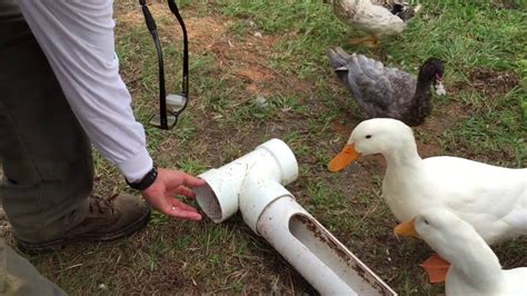 DIY - Build A Better Backyard Duck Feeder - YouTube