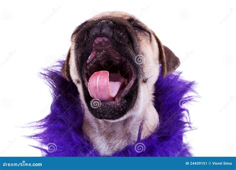 Screaming pug puppy dog stock image. Image of face, pedigree - 24439151