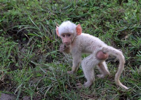 White Wolf : White baby baboon found in Zambia (Photos)