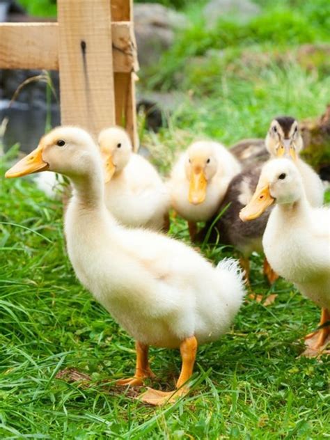 Ducklings and Ducks For Sale | Chickens For Backyards | Ducklings, Cute ducklings, Pet ducks