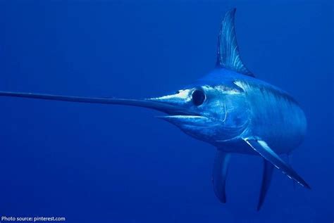 Image result for 3/4 view swordfish underwater | Swordfish, Exotic fish ...