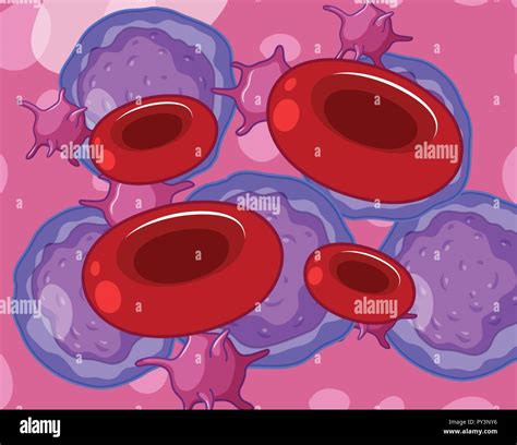 Platelets Drawing