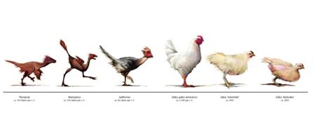 The Chicken & Egg Problem. TLDR; The egg came first. How? Read it. | by ...