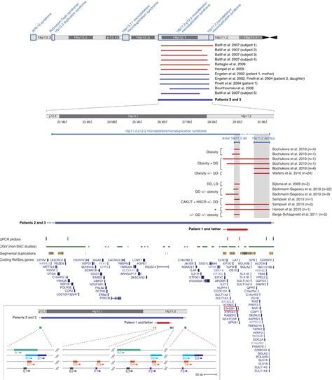 Map of the short arm of chromosome 16 with a summary of abnormalities... | Download Scientific ...