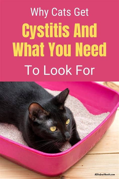 What Is Cystitis In Cats And Tips On How To Prevent It | Cat health care, Cat health problems ...