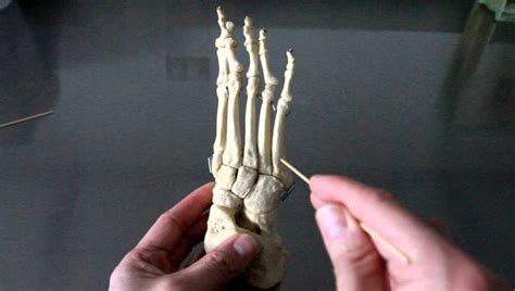 SKELETAL SYSTEM ANATOMY: Bones of the ankle, foot and toes | Skeletal system anatomy, Bones of ...