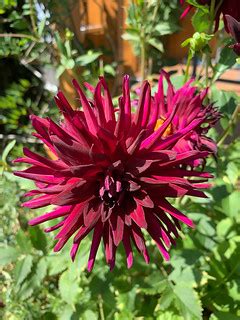 Red Dahlia | Vancouver , British Columbia, Canada, 2017 | Thomas Quine | Flickr