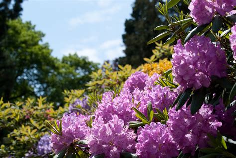 Insel Mainau, Germany | Flora and Fauna on Mainau Island, Ge… | Flickr