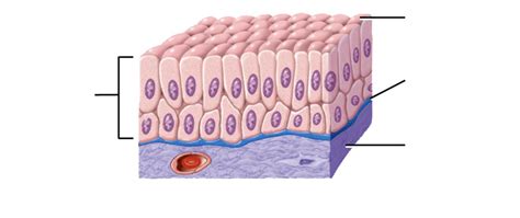 Stratified Columnar Epithelium Diagram | Quizlet