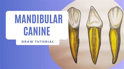 MANDIBULAR CANINE - DRAW DENTAL ANATOMY - YouTube