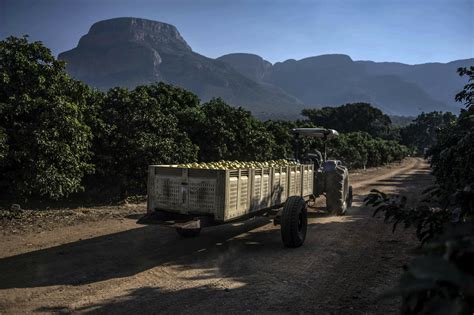 South Africa’s agricultural sector is likely to have an unusual period ...