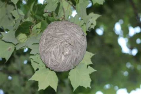 Wasp Nest In Tree