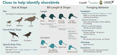 Shorebird Identification Guide for Bonaire - Bonaire Bird Tours