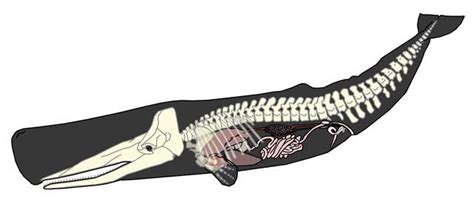 sperm whale, skeleton, diagram | Scientific illustration, Animal skeletons, Whale tattoos