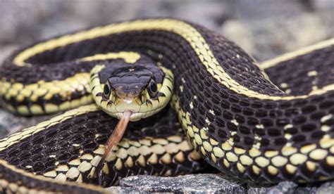 15 surprising facts about Canada’s snakes - Cottage Life