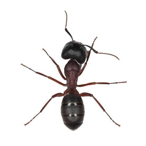 ant PNG transparent image download, size: 600x600px