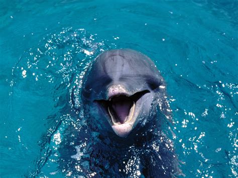 Free Live Dolphin Wallpaper - WallpaperSafari