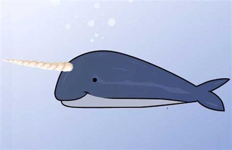 Narwhal Drawing: Easy, Cute, Realistic