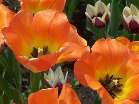 Photo: Orange, Red, White Tulips - Andy Arthur.org