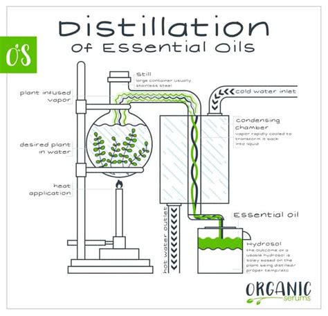 How to Use Essential Oils: A Beginner's Guide | AromaTalking.com