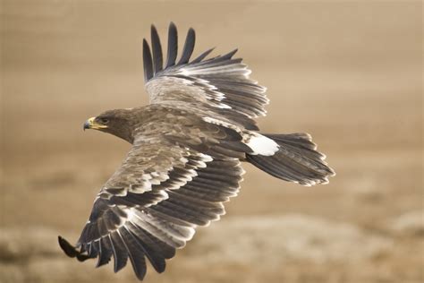 The Steppe Eagle Free Photo Download | FreeImages