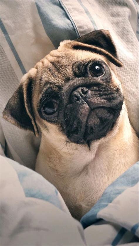 Discover additional relevant information on funny pugs. Take a look at ...