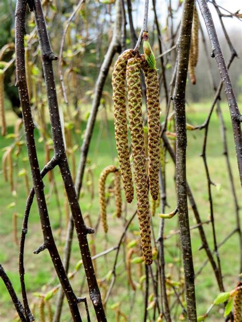 Birch Catkins Close Up on Tree Branches Stock Image - Image of allergens, floral: 248619007