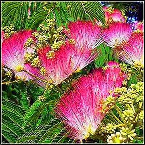 20 - MIMOSA SILK TREE Albizia Julibrissin SEEDS For Sale - Item #1508286