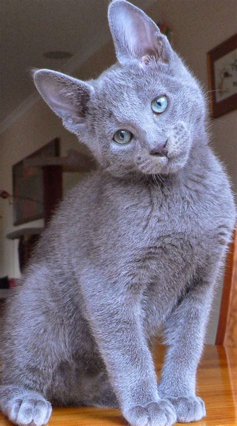 Russian Blue Cat Temperament,Personality and Grooming - Annie Many