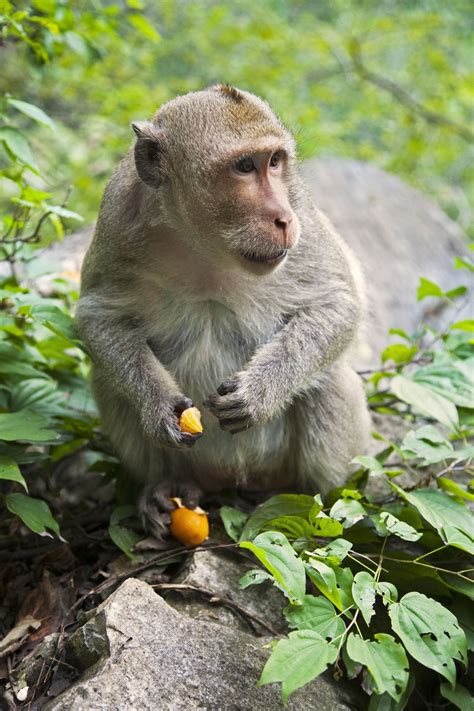 Enter the Primate World: Habitat of Monkeys and Where They Live ...