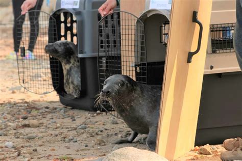 Seal Rescued in Marshfield Released Back Into The Wild - Whale & Dolphin Conservation USA