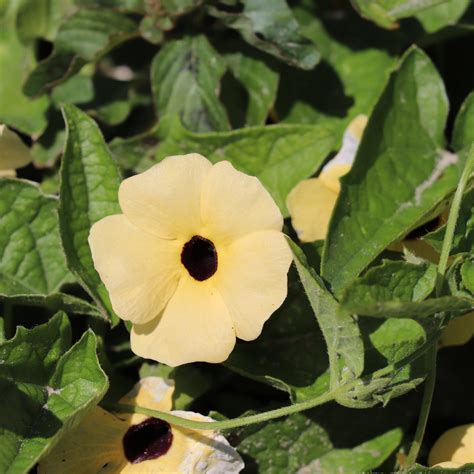 THUNBERGIA alata Aurea Oculata - Muller Seeds