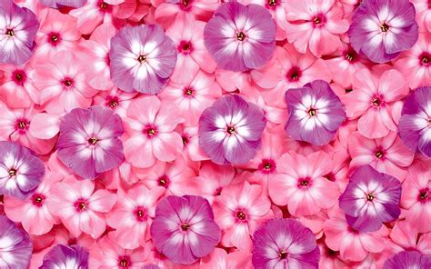 عکس پس زمینه گلهای صورتی pink flowers desktop