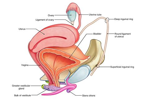 Ovaries – Earth's Lab