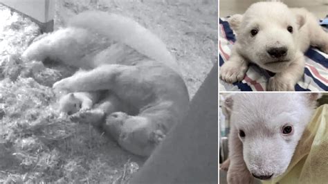 Gender Of Berlin Zoo's Adorable Baby Polar Bear Finally Revealed As He ...