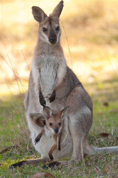 More Australian spring babies – Joey Wallaby | Luke Casey Photography